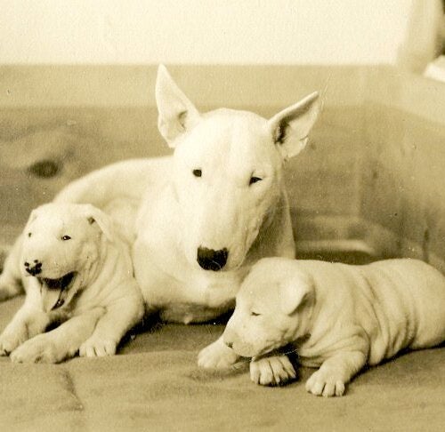 forklare justering Goodwill Bull Terrier History: Behind the Breed – American Kennel Club