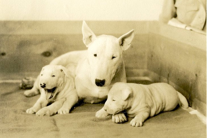 Ontwaken roze Canada Bull Terrier History: Behind the Breed – American Kennel Club