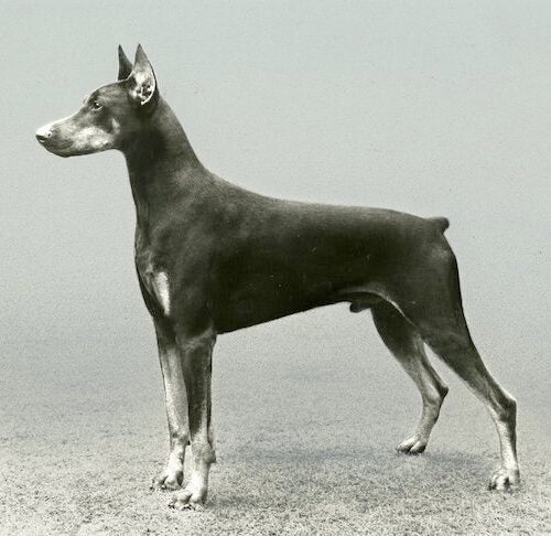 what breeds were used to create the doberman? 2