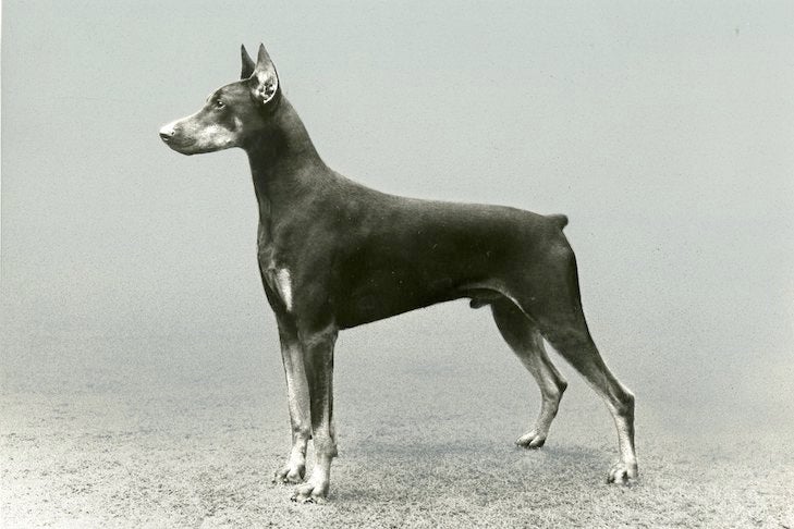 Doberman Pinscher History: The Surprising Past Behind the Breed – American  Kennel Club