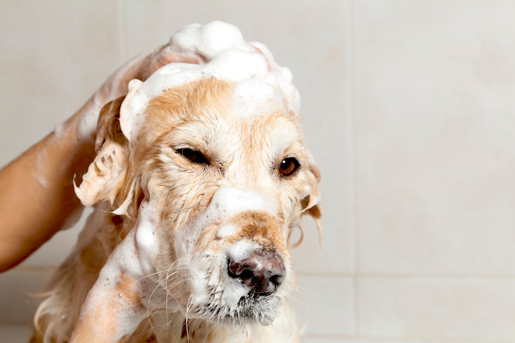 The easiest to use Dog Bath Brush - Free with Shampoo