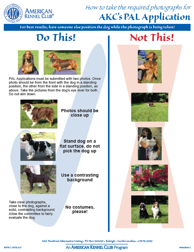 can you show a dog with limited akc registration