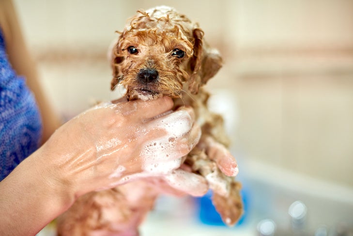 Wet in shampoo brown puppy in woman hands take shower