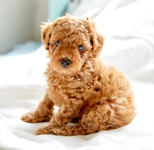 https://www.akc.org/wp-content/uploads/2020/10/Poodle-puppy-sitting-on-the-bed-in-the-morning-500x486.jpg