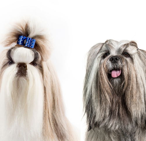 moral Conform udtale Lhasa Apso vs. Shih Tzu: How to Tell the Difference