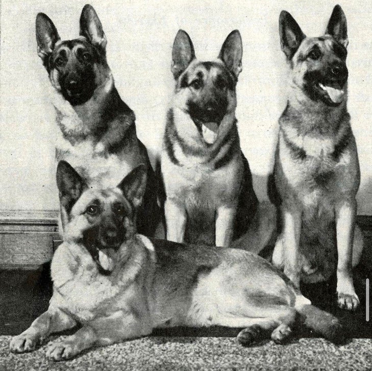 group of German Shepherd Dogs