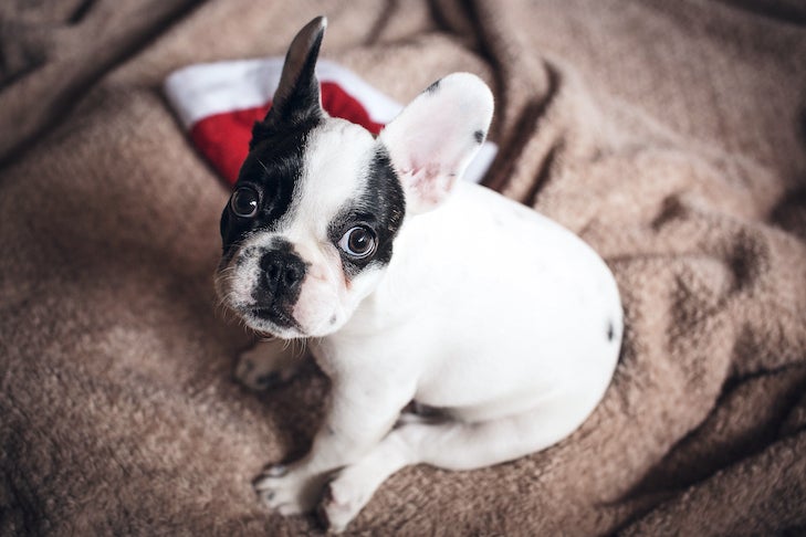 French Bulldog puppy sitting at home with a Santa hat nearby.