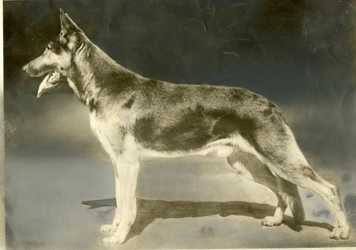 German Shepherd Dog c. 1955