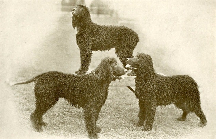 IRISH WATER SPANIEL TWO NAMED CHAMPION DOGS OLD ORIGINAL 1930'S DOG PRINT 