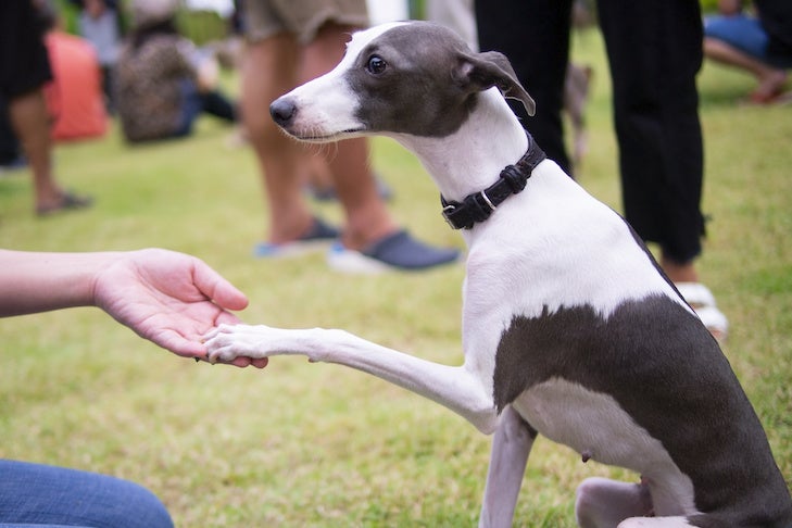 How to Greet a Dog You Don't Know - American Kennel Club