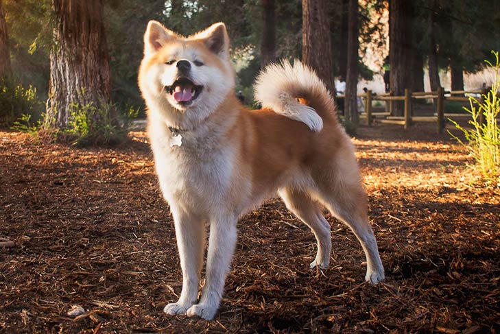 Japanese Akitainu - Dog Breed Information - American Kennel Club