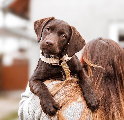 what to expect when you bring your puppy home