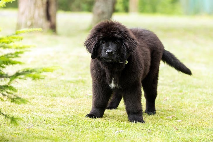 How to Train a Newfoundland Puppy: Timeline & Schedule