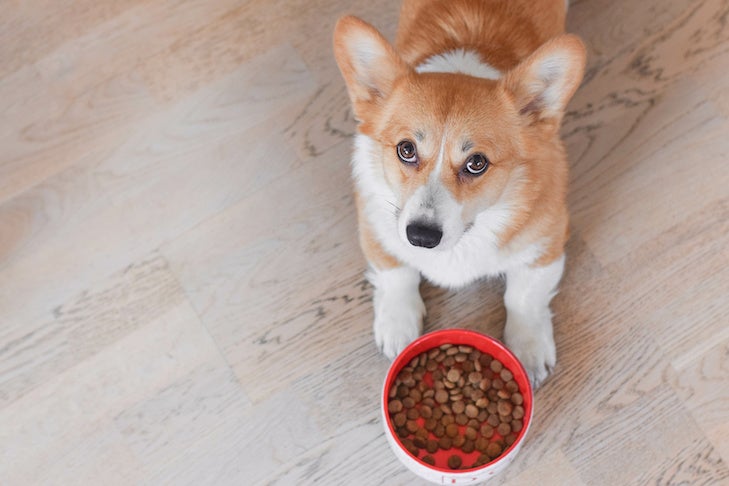 ¿Cómo elegir la mejor comida para perros?
