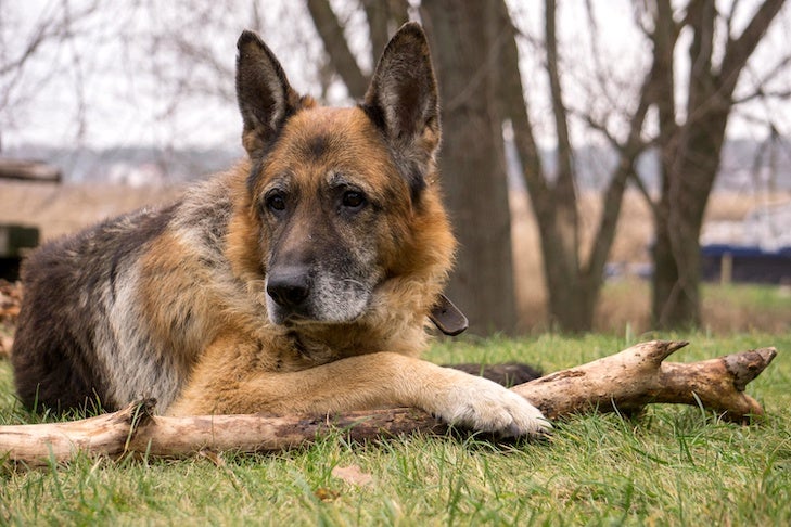 Senior German Shepherd Dog laying down with a stick in the park