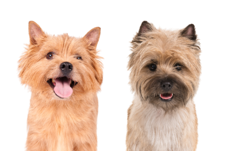 Norwich Terrier vs. Cairn Terrier: How to The Difference