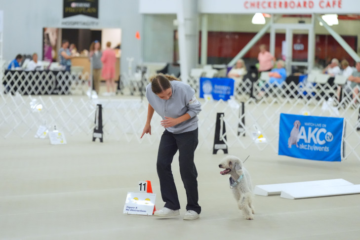 Starcastle's Coveted Timepiece and Hannah Nordstrom.
12th AKC Rally® National Championship, July 3-5, 2025, Purina Farms Event Center, Gray Summit, MO.