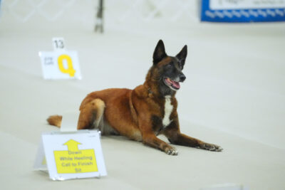 Like A Hurricane Miss Margaret and April Pelletier. 12th AKC Rally® National Championship, July 3-5, 2025, Purina Farms Event Center, Gray Summit, MO.