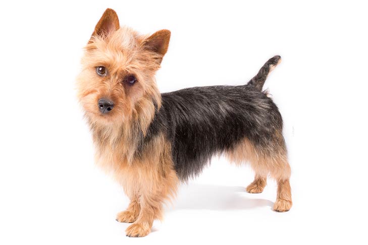 mikrofon At accelerere æstetisk The Complex Genetics of Diabetes Mellitus in Australian Terriers – American  Kennel Club