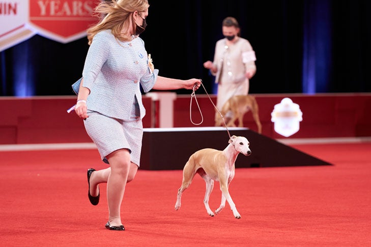 Best of Breed, Hound Group First, and Best in Show: GCHP CH Pinnacle Kentucky Bourbon (Bourbon), Whippet, handled by Cheslie Pickett Smithey; Hound Group lineup at the 2020 AKC National Championship presented by Royal Canin, Orlando, FL.