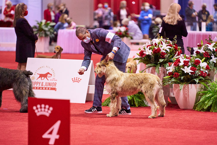 Berger Picard; National All-Breed Puppy and Junior Stakes, Orlando, FL.