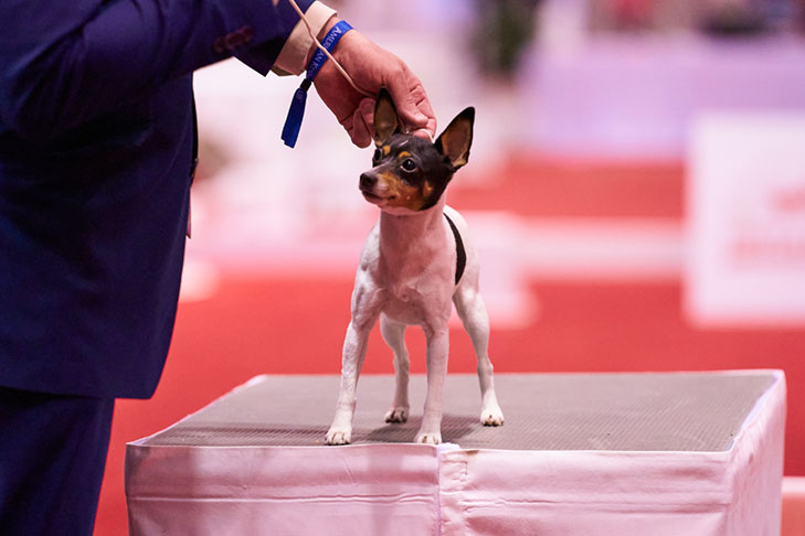 Toy Fox Terrier; National All-Breed Puppy and Junior Stakes, Orlando, FL.