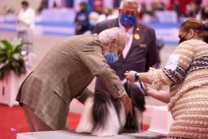 Best in Stakes, Stakes Group First, and Best of Breed: CH Nauti Leighway Send More Boodles (Boodles), Havanese; National All-Breed Puppy and Junior Stakes, Orlando, FL.