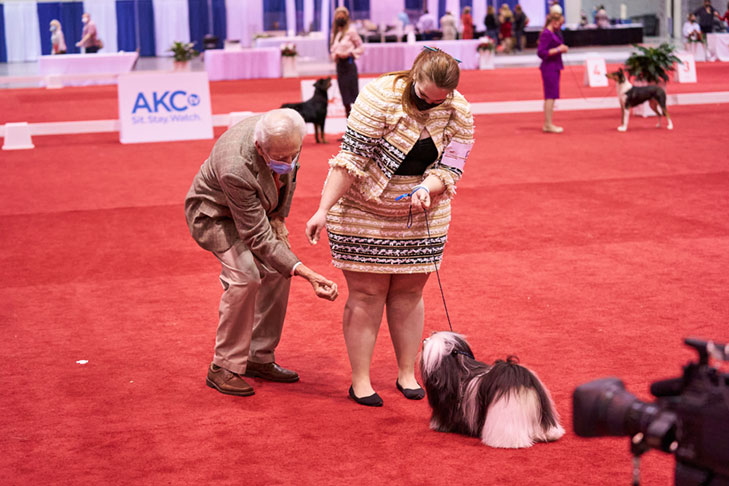 Best in Stakes, Stakes Group First, and Best of Breed: CH Nauti Leighway Send More Boodles (Boodles), Havanese; National All-Breed Puppy and Junior Stakes, Orlando, FL.