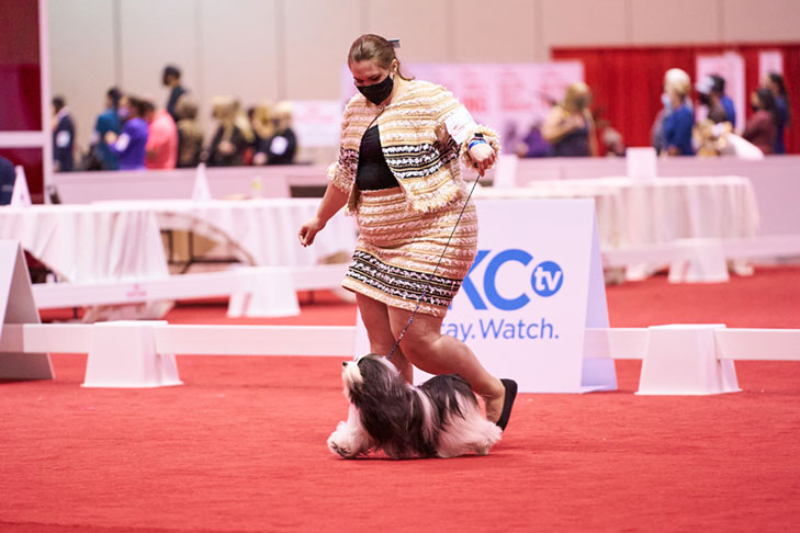 2020 Best in Stakes, Stakes Group First, and Best of Breed: CH Nauti Leighway Send More Boodles (Boodles), Havanese; National All-Breed Puppy and Junior Stakes, Orlando, FL.