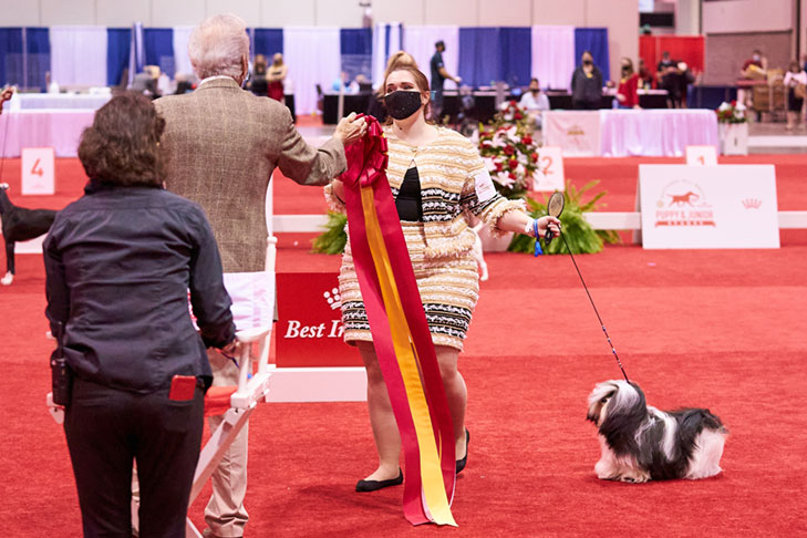 Best in Stakes, Stakes Group First, and Best of Breed: CH Nauti Leighway Send More Boodles (Boodles), Havanese; National All-Breed Puppy and Junior Stakes, Orlando, FL.