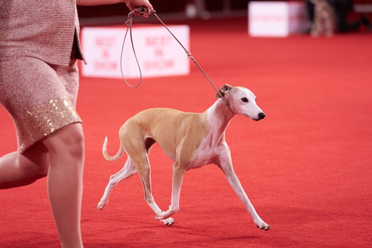 Best of Breed, Hound Group First, and Best in Show: GCHP CH Pinnacle Kentucky Bourbon (Bourbon), Whippet, handled by Cheslie Pickett Smithey; Best in Show lineup at the 2020 AKC National Championship presented by Royal Canin, Orlando, FL.