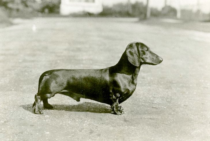 Dachshund History: The Badger Dog's Fascinating Past – American Kennel