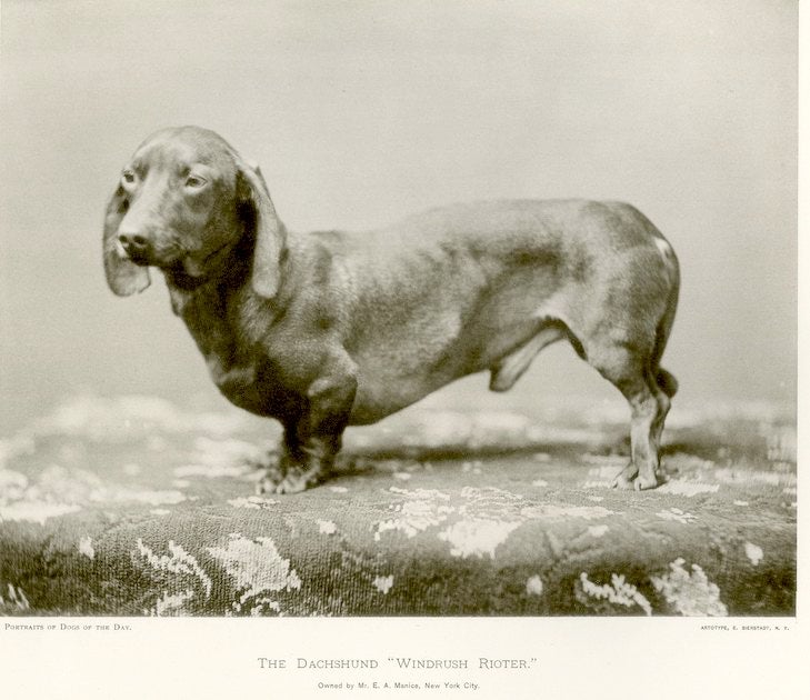 Dachshund History: The Badger Dog's Fascinating Past – American Kennel