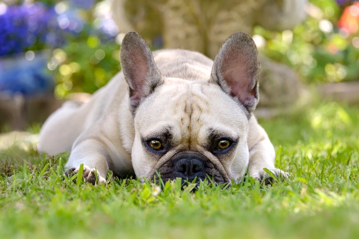 Why Dogs Growl and How to Handle It – American Kennel Club