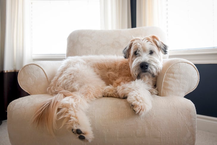 Best Hypoallergenic Dog Breeds for People With Allergies – American Kennel  Club