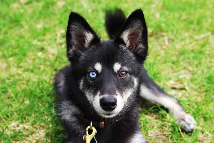 Alaskan Klee Kai head portrait outdoors with different color eyes.