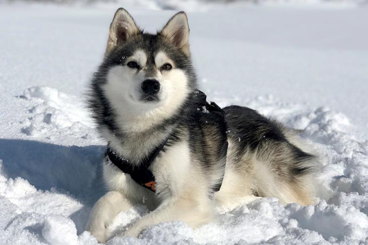 Alaskan Klee Kai laying down in the snow wearing a harness.