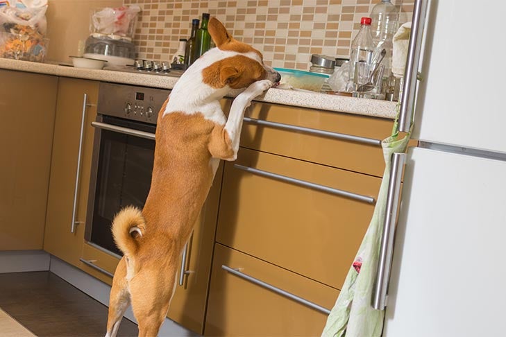 a dog standing on its hind legs in a kitchen