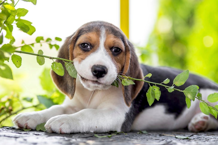 Purebred Beagle Puppy in 2022 - Beagle puppy, Cute beagles, Beagle