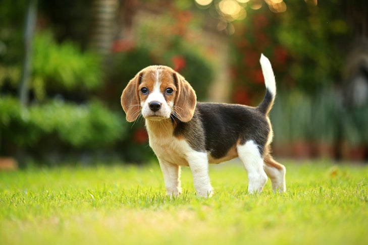 when can beagle puppies leave their mother? 2