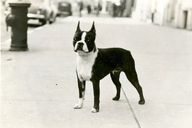 Boston Terrier History: The Birthplace of "Roundhead" – American Kennel Club