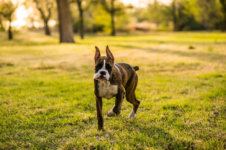 Boxer puppy walking in the grass.
