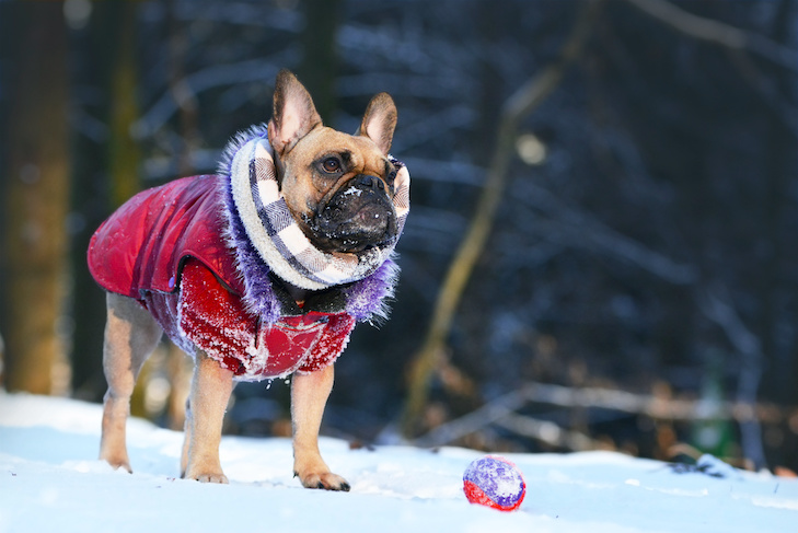 8 Ways To Keep Your Dog Warm And Safe This Winter – American Kennel Club