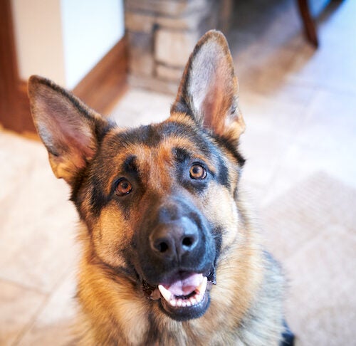 why are german shepherds so smart