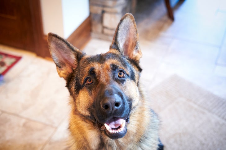 Is a German Shepherd Dog Right for You? – American Kennel Club