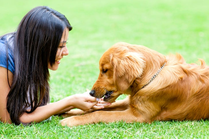 What Happens If Your Dog Ate Chocolate: How To Care For Your Pet
