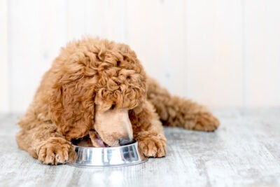How Much Should I Feed My Dog? – American Kennel Club