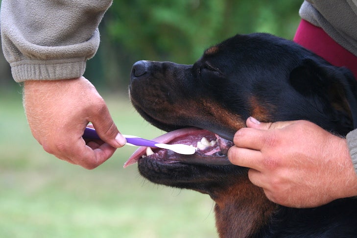 Rottweiler getting its teeth brushed outdoors