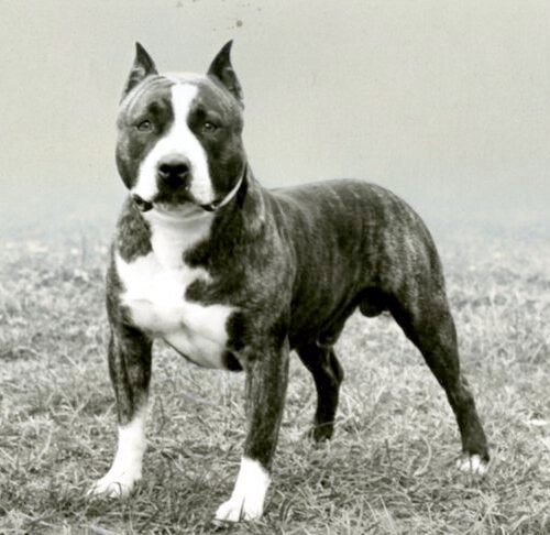 Siesta Mange Korridor American Staffordshire Terrier History: How the AmStaff Separated From the "Pit  Bull" – American Kennel Club
