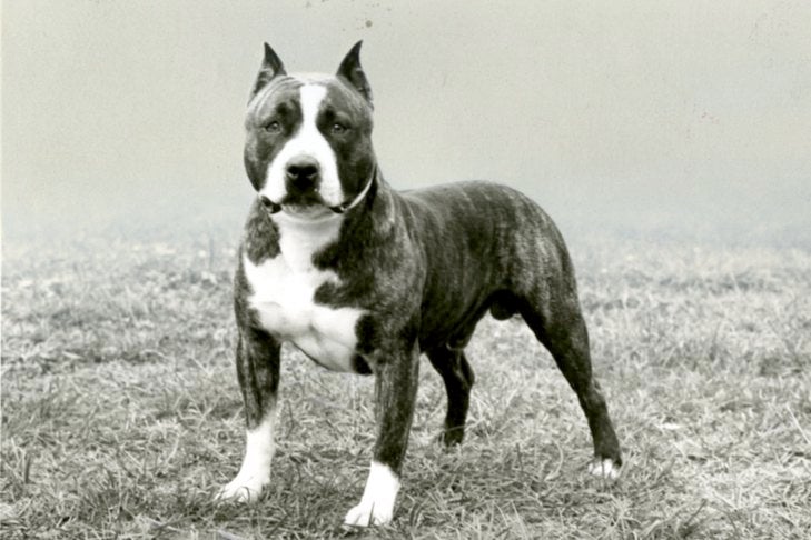 American Staffordshire Terrier History: How the AmStaff Separated From the "Pit  Bull" – American Kennel Club